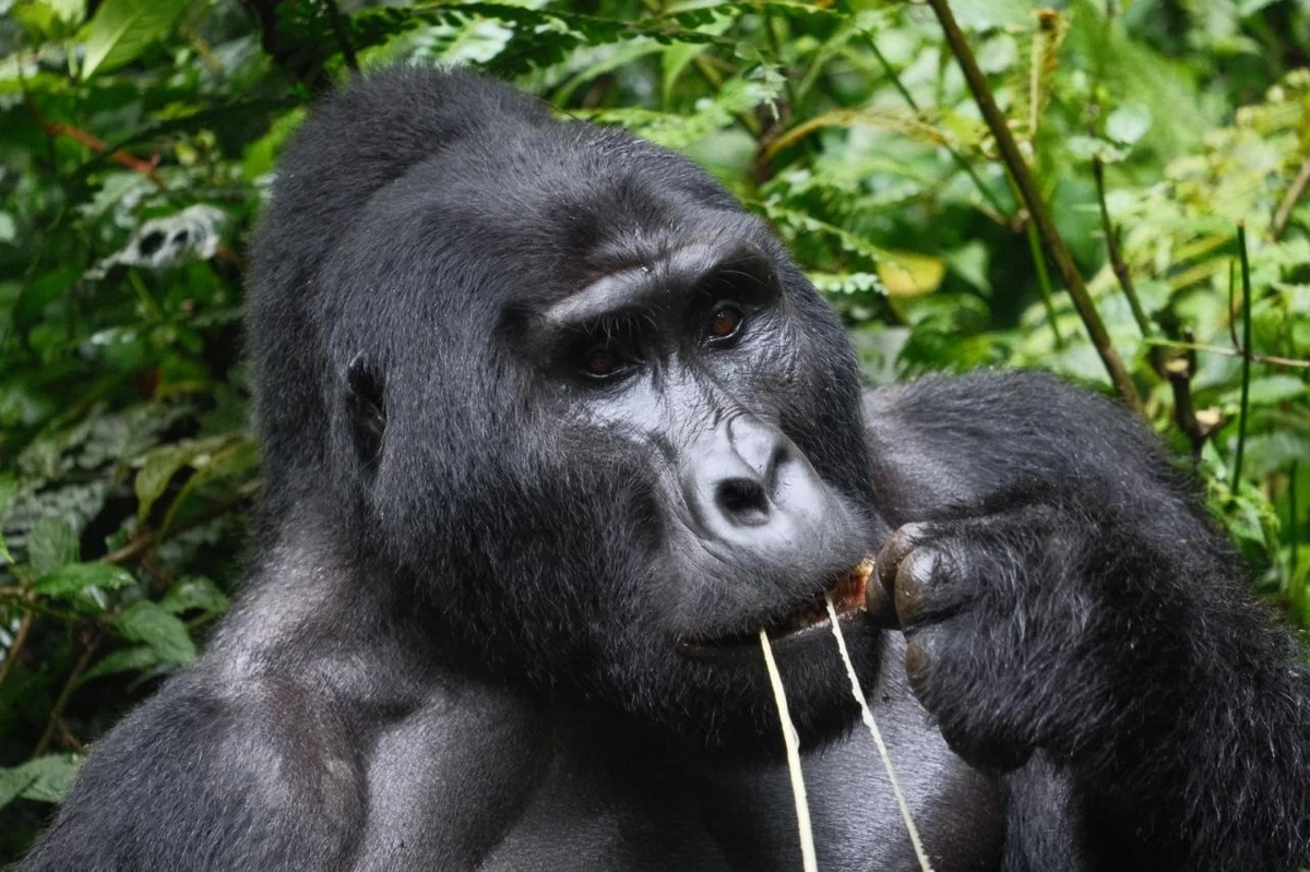 Gorilla Trekking Bwindi