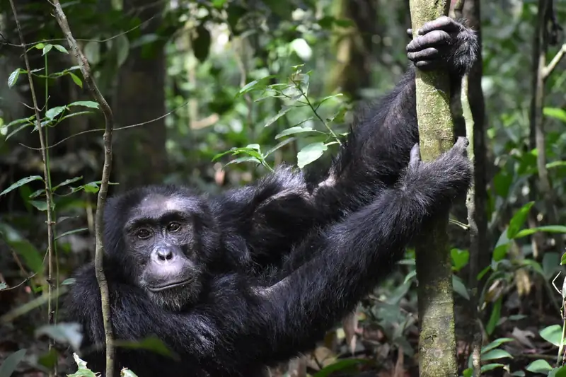 5-day gorilla trekking and chimpanzee safari in Uganda
