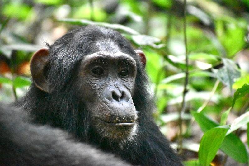 Uganda Big Game Safari