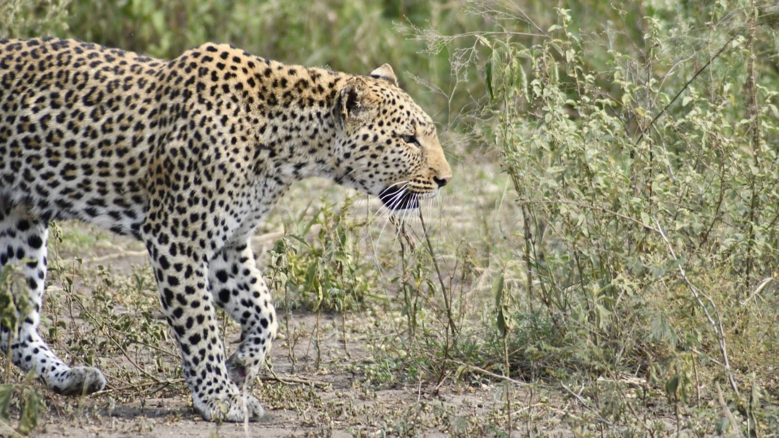 8-Day Fly-in Kenya Masai Mara Big 5 safari and Uganda gorilla trekking luxury package