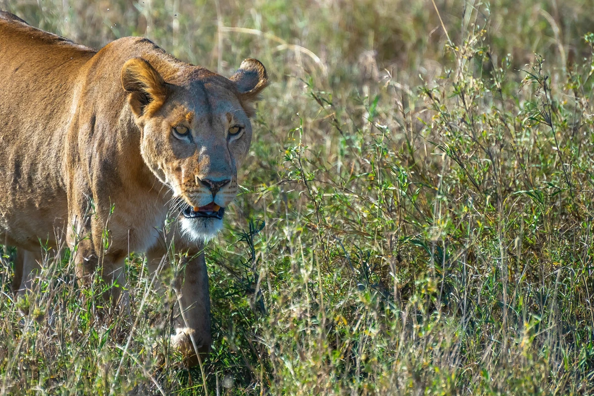 Game drive