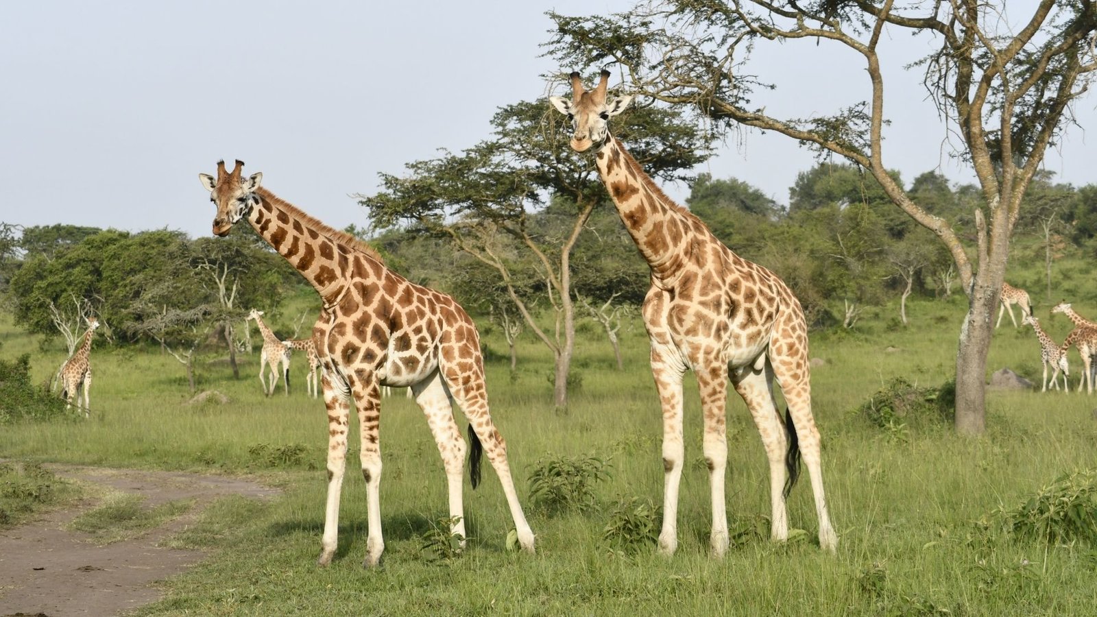 8-Day Gorilla Trekking & Wildlife Safari Rwanda-Uganda