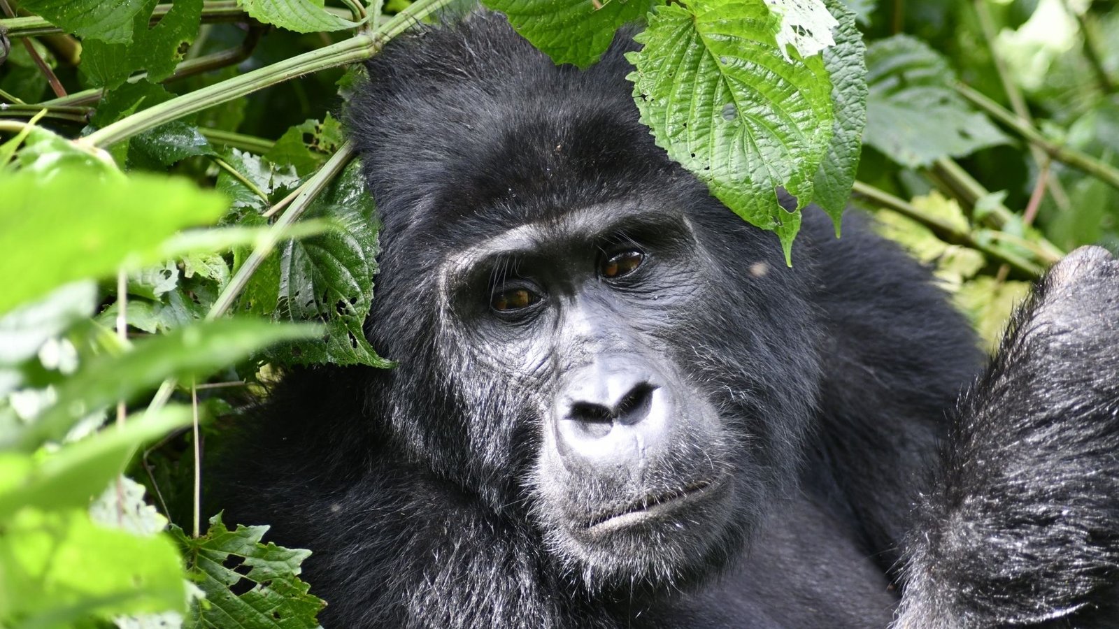 5 day Uganda gorilla and chimpanzee primate safari