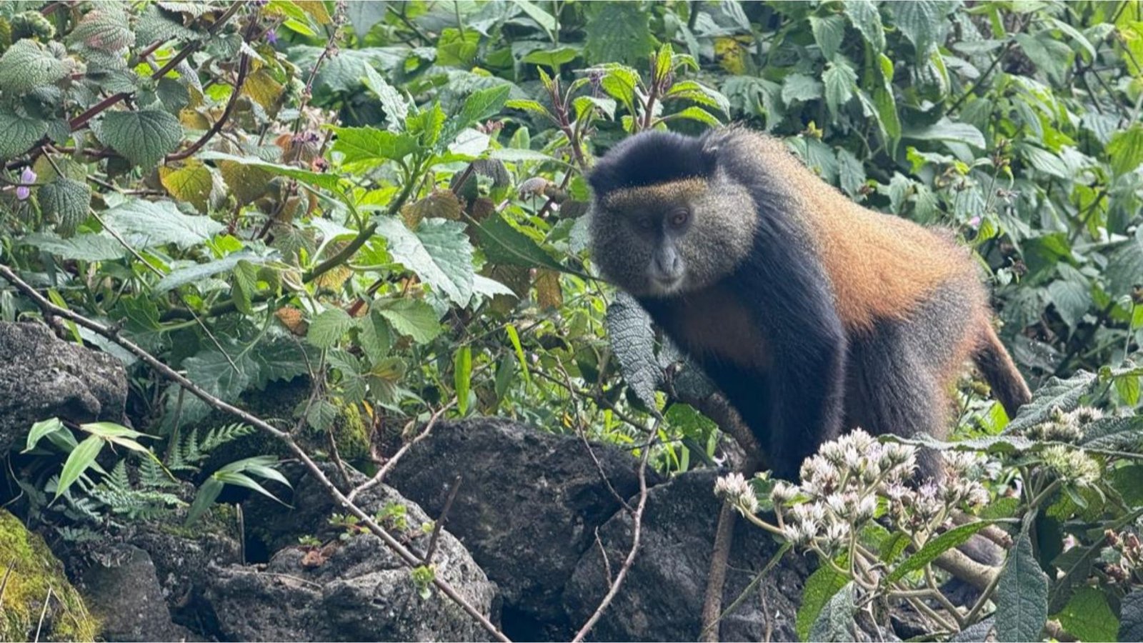 Kenya Uganda Big Five, Chimps, Golden monkeys & Gorilla Safari