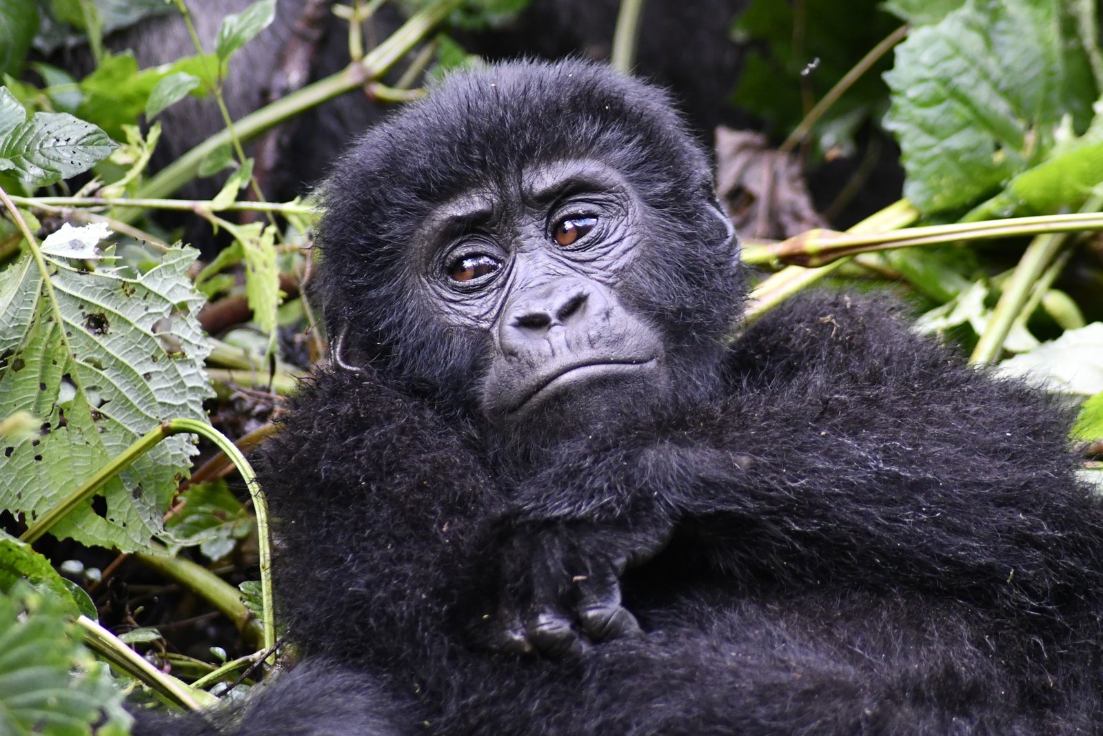 Mountain Gorilla in Bwindi Impenetrable Forest