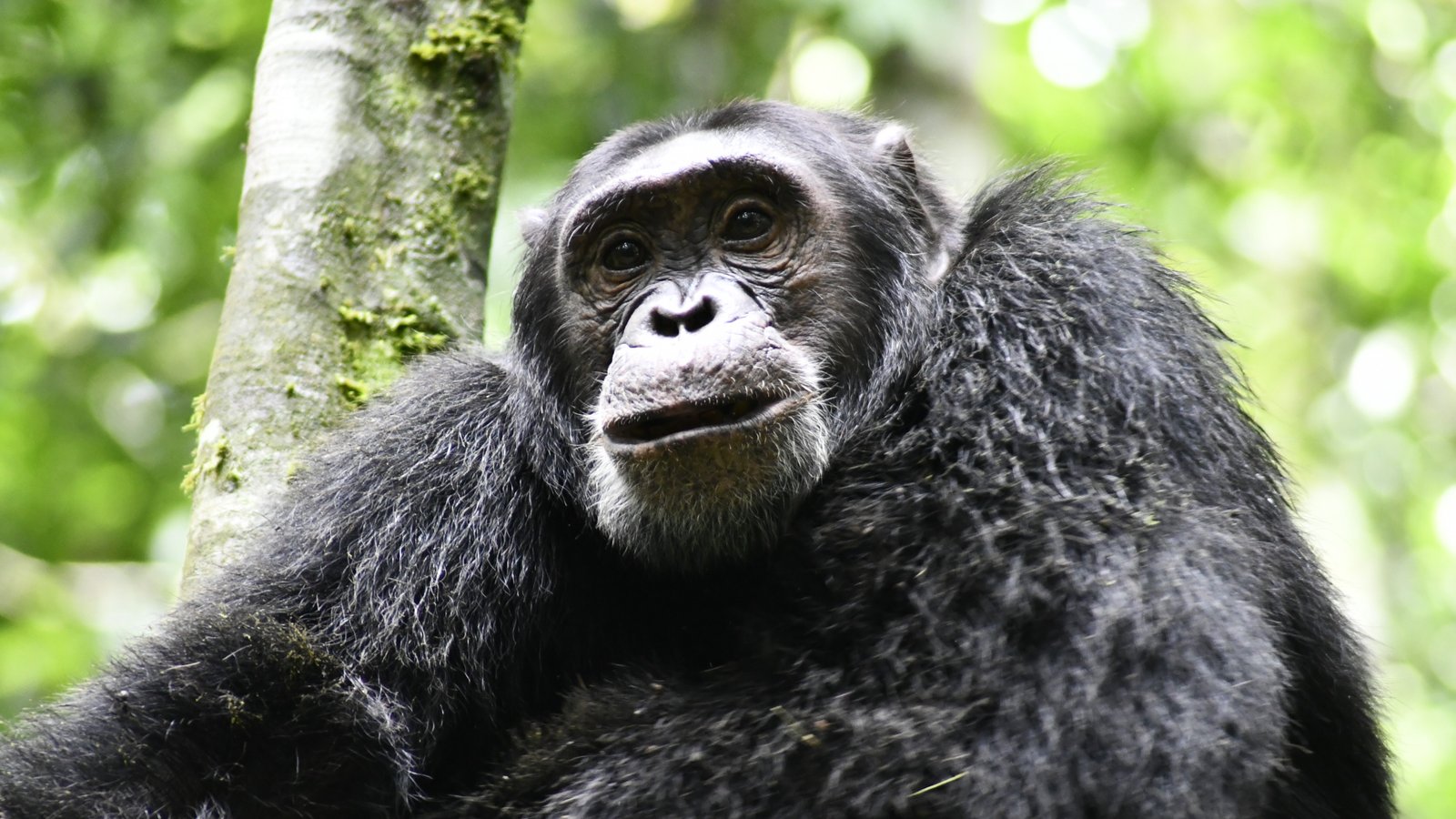 Chimpanzee Tracking in Kibale Forest