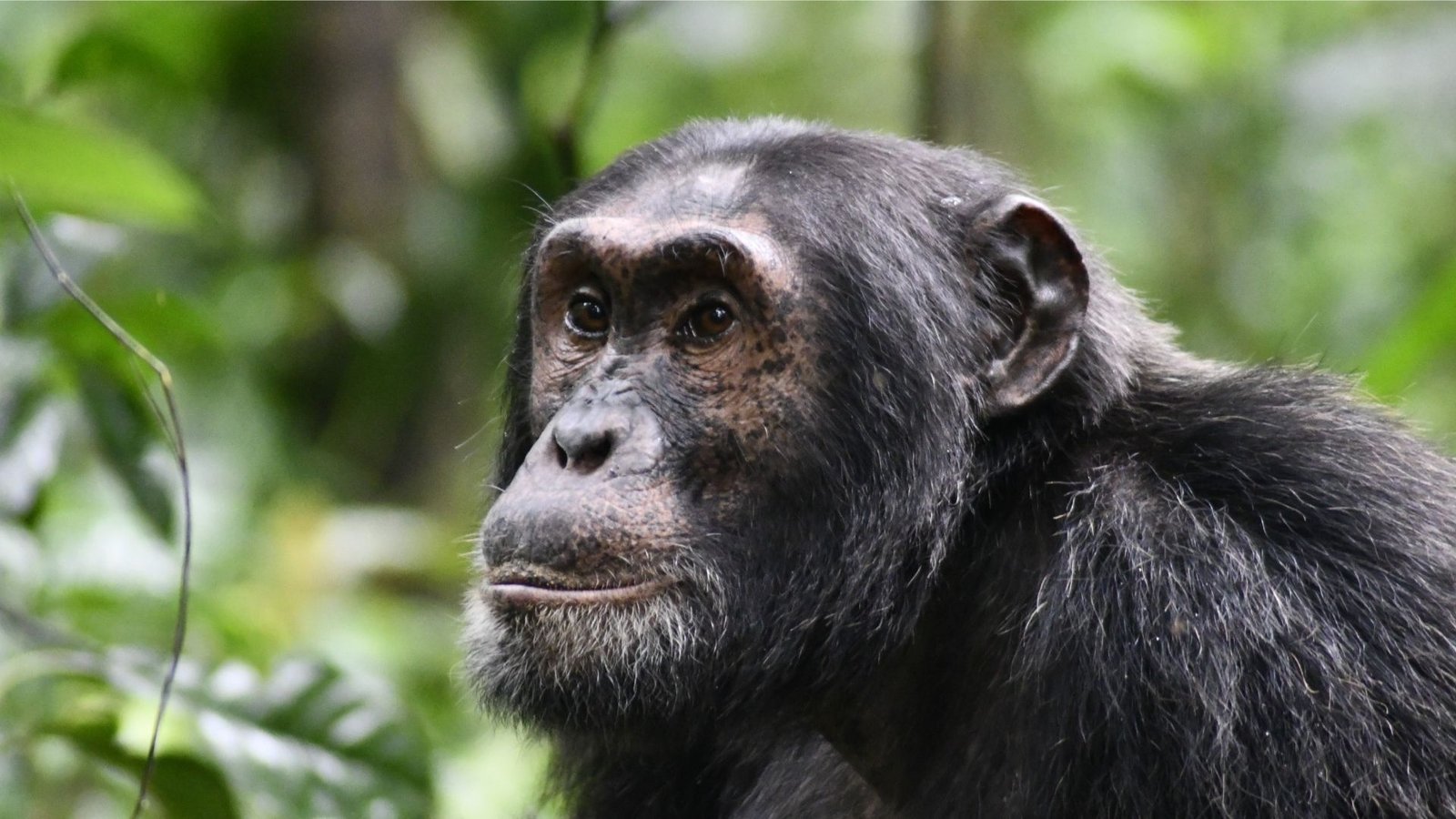 Chimpanzee Tracking in Kibale Forest