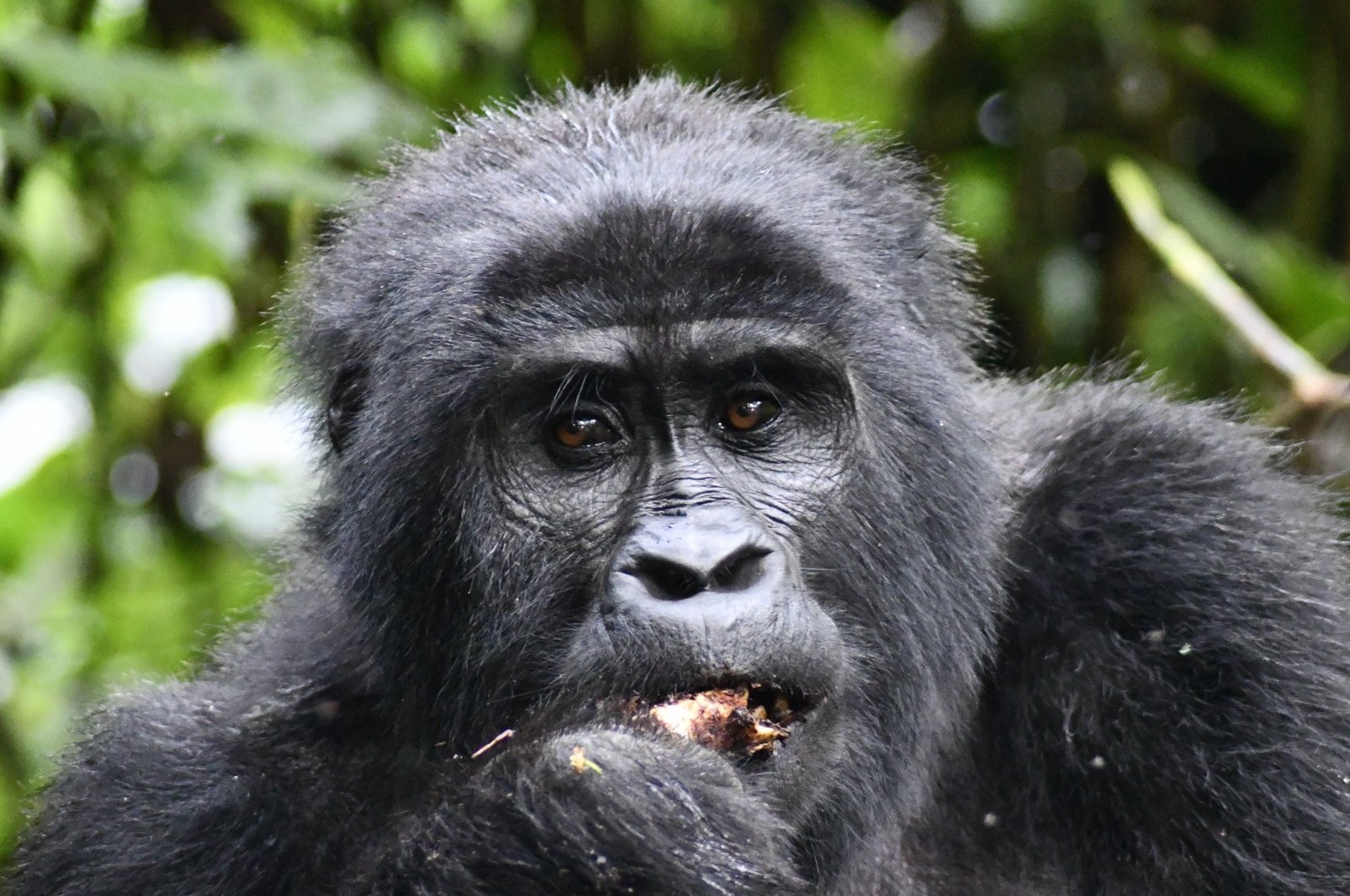 Mountain Gorilla Trekking in Bwindi