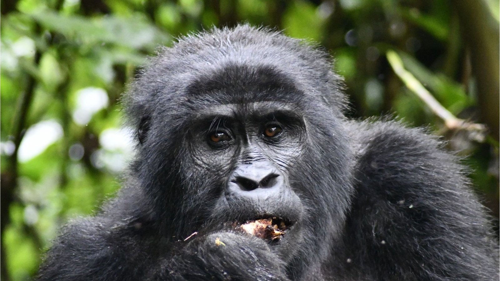 Mountain Gorilla Trekking in Bwindi Impenetrable Forest