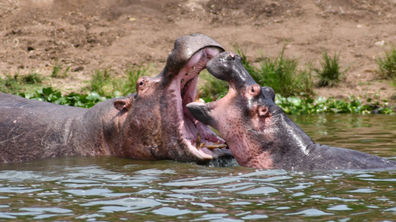 Kazinga Channel Boat Safari