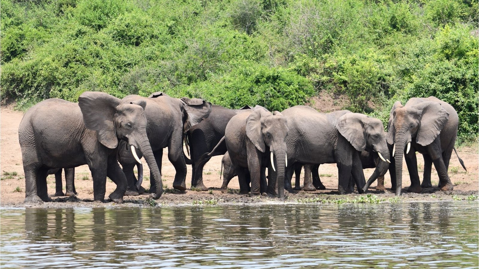 Game Drive and Water Safari in Queen Elizabeth National Park