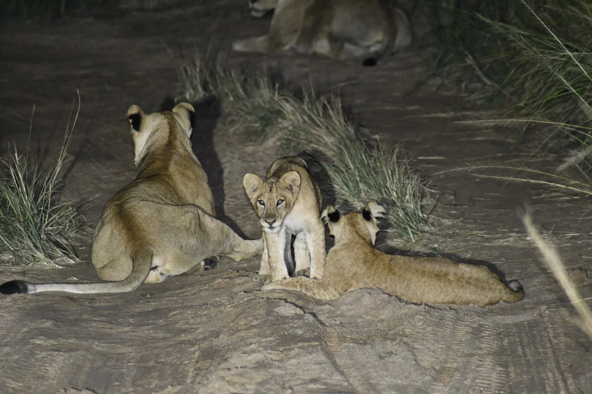 Uganda safari with gorillas, chimps & wildlife.