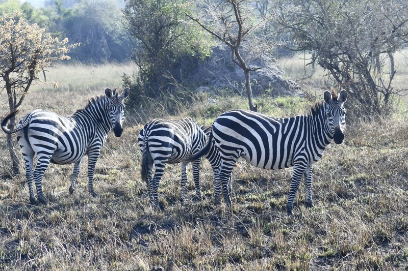 Uganda Big Game Safari
