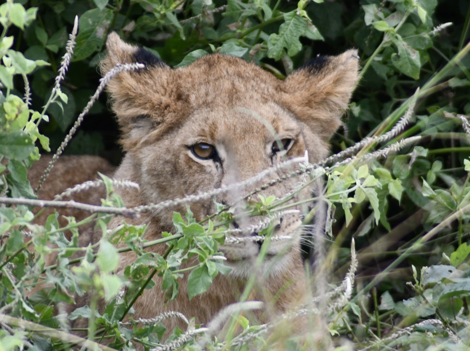 Game Drive in Queen Elizabeth National Park