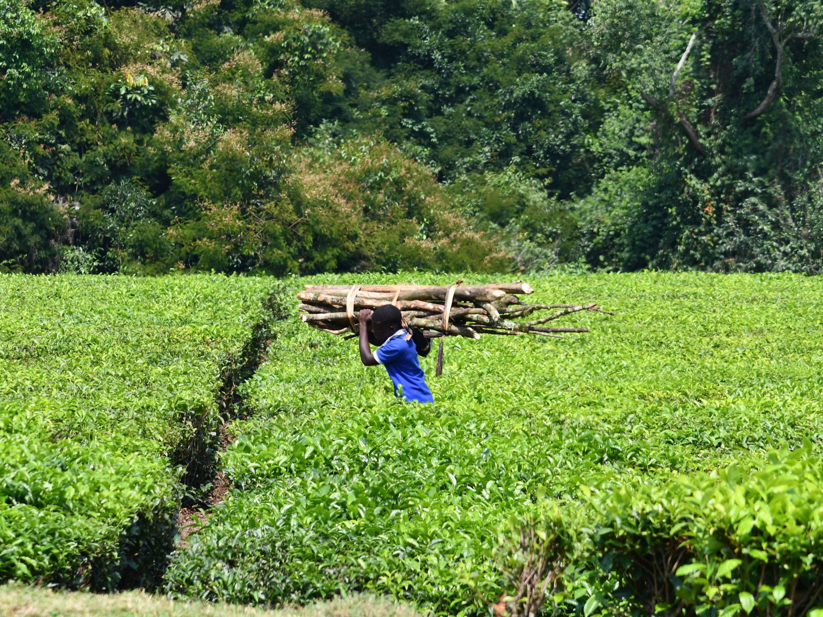 Scenic drive through Uganda tea country