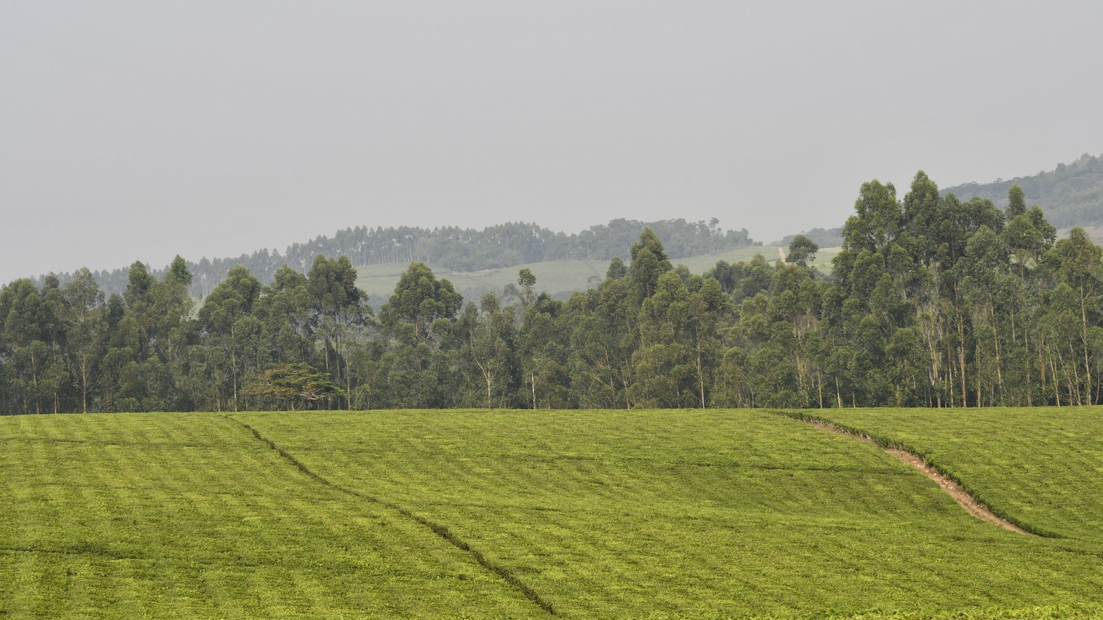 Scenic drive through Uganda tea country